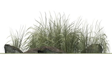 Beyaz arka plan üzerinde granit taşlar arasında zor çimen