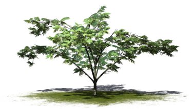 Mimoza ağaç üstünde yeşil alan üzerinde arka plan ile izole çiçekli