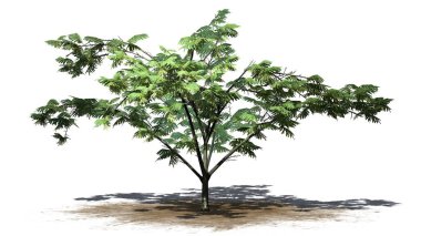 Mimoza ağaç üstünde kum alan üzerinde arka plan ile izole çiçekli