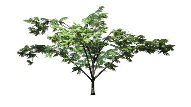 Mimoza ağaç üzerinde arka plan ile izole çiçekli