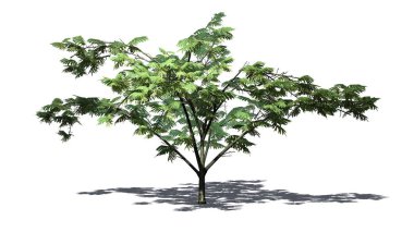 Mimoza ağaç üzerinde arka plan ile izole yerdeki gölge ile çiçekli