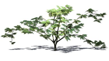 Mimoza ağaç üzerinde arka plan ile izole yerdeki gölge ile çiçekli