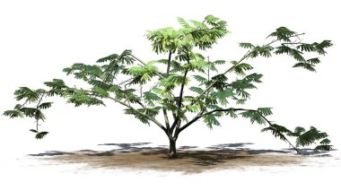 Mimoza ağaç üstünde kum alan üzerinde arka plan ile izole çiçekli