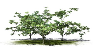 birkaç Mimoza ağaçları yeşil alan üzerinde arka plan ile izole çiçekler ile