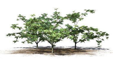 birkaç Mimoza ağaçlar üzerinde arka plan ile izole kum alan üzerinde çiçekli