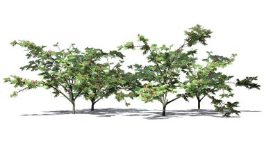 birkaç Mimoza ağaçlar üzerinde arka plan ile izole yerdeki gölge ile çiçekli