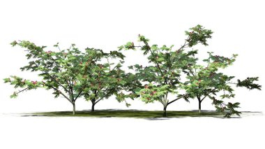 severals Mimoza ağaçları yeşil alan üzerinde arka plan ile izole çiçekler ile