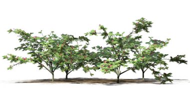 birkaç Mimoza ağaçlar üzerinde arka plan ile izole yerdeki gölge ile çiçekli