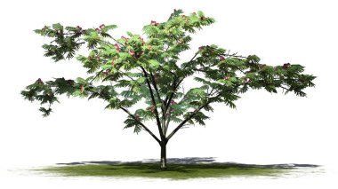 Mimoza ağaç üstünde yeşil alan üzerinde arka plan ile izole çiçekli