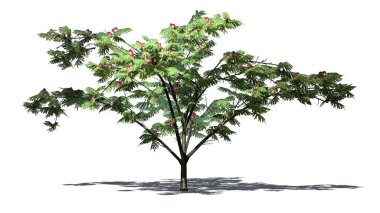 Mimoza ağaç üzerinde arka plan ile izole yerdeki gölge ile çiçekli