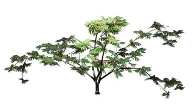 Mimoza ağaç üzerinde arka plan ile izole çiçekli