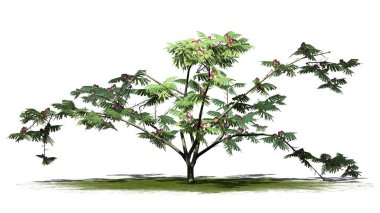 Mimoza ağaç üstünde yeşil alan üzerinde arka plan ile izole çiçekli