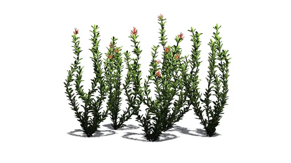 Ocotillo çiçek küme - beyaz arka plan üzerinde izole