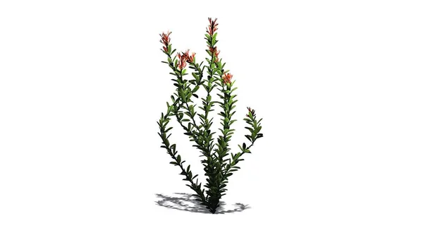 Ocotillo Blumen Isoliert Auf Weißem Hintergrund — Stockfoto