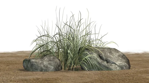 Грубая Трава Между Гранитными Камнями Песке Белом Фоне — стоковое фото