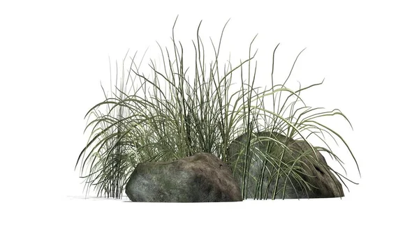 Beyaz arka plan üzerinde granit taşlar arasında zor çimen