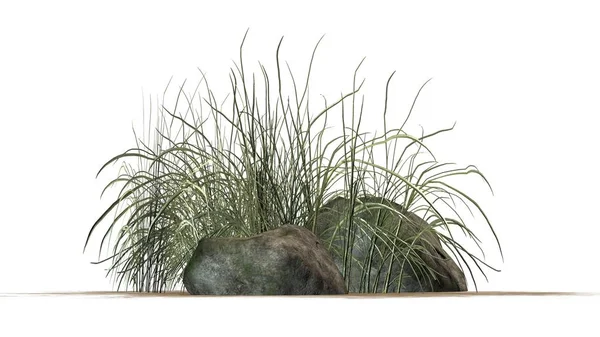 Beyaz arka plan üzerinde granit taşlar arasında zor çimen