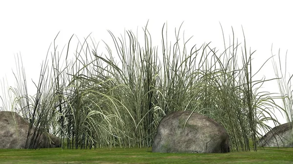 Beyaz arka plan üzerinde granit taşlar arasında zor çimen