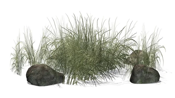 Beyaz arka plan üzerinde granit taşlar arasında zor çimen