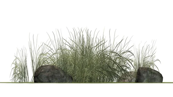 Beyaz arka plan üzerinde granit taşlar arasında zor çimen