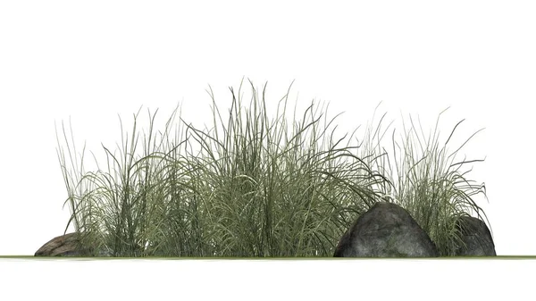 Beyaz arka plan üzerinde granit taşlar arasında zor çimen