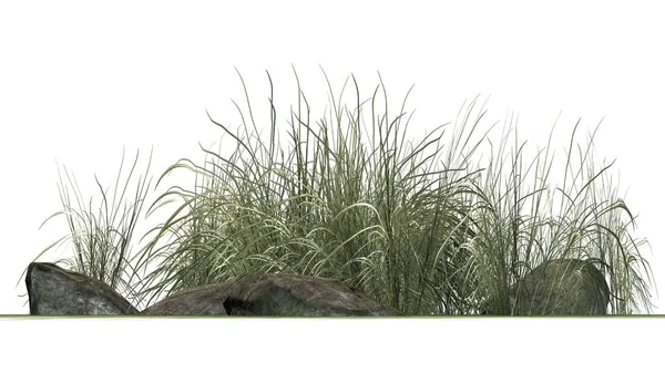 Beyaz arka plan üzerinde granit taşlar arasında zor çimen