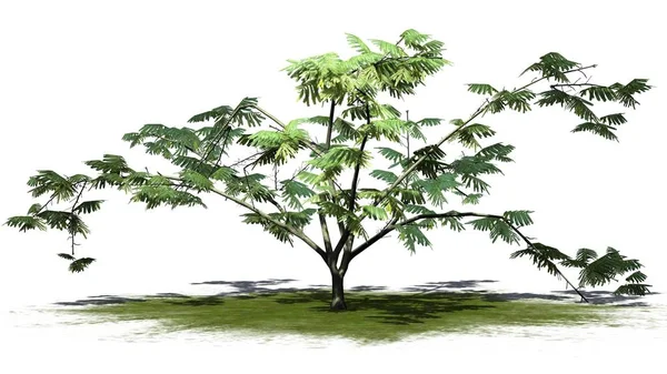 Mimoza ağaç üstünde yeşil alan üzerinde arka plan ile izole çiçekli