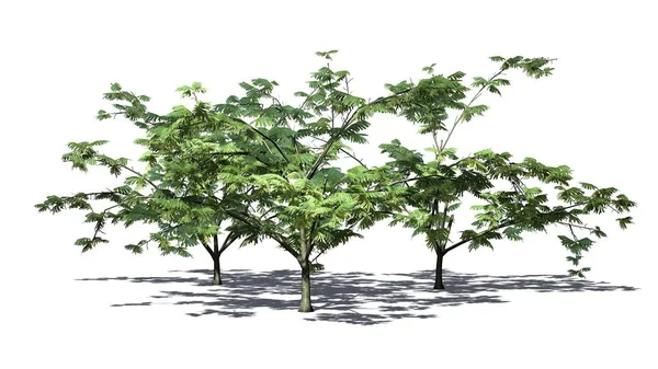 Liczne Drzewa Mimosa Kwiaty Cienia Podłodze Tle Tłem — Zdjęcie stockowe