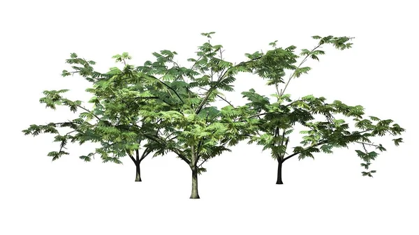 birkaç Mimoza ağaçlar ile arka plan üzerinde çiçekli