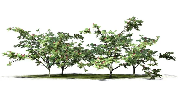 severals Mimoza ağaçları yeşil alan üzerinde arka plan ile izole çiçekler ile