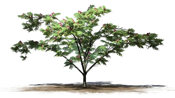 Mimoza ağaç üstünde yeşil alan üzerinde arka plan ile izole çiçekli