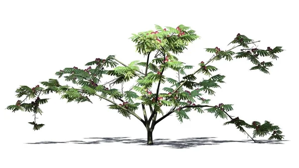 Mimoza ağaç üzerinde arka plan ile izole yerdeki gölge ile çiçekli