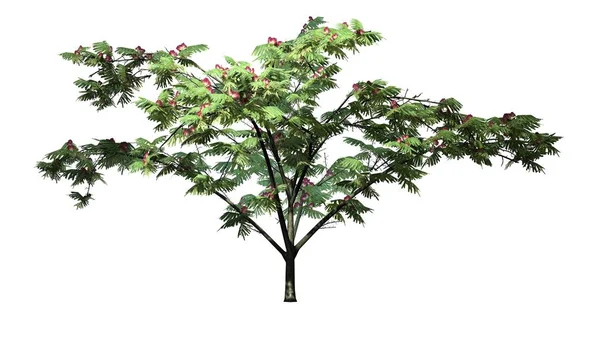 Mimoza ağaç üzerinde arka plan ile izole çiçekli