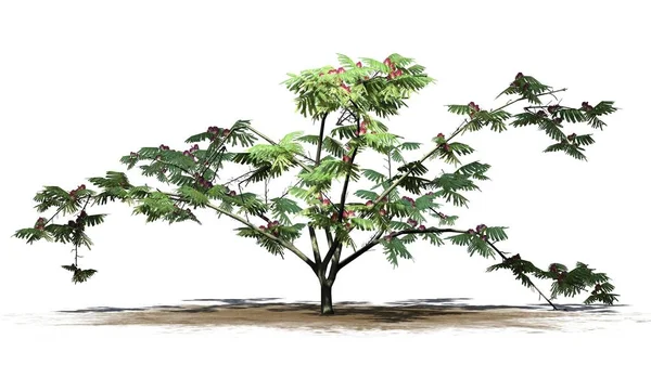 Mimoza ağaç üstünde kum alan üzerinde arka plan ile izole çiçekli