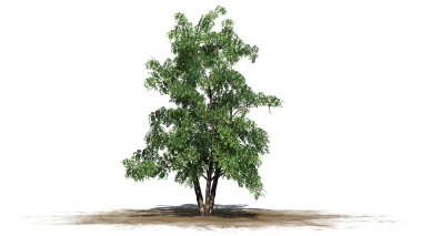 nehir huş ağacı - beyaz arka plan üzerinde izole