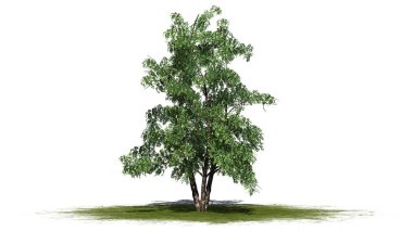 nehir huş ağacı - beyaz arka plan üzerinde izole