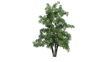 nehir huş ağacı - beyaz arka plan üzerinde izole