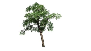 nehir huş ağacı - beyaz arka plan üzerinde izole