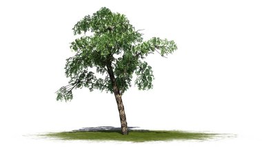 nehir huş ağacı - beyaz arka plan üzerinde izole