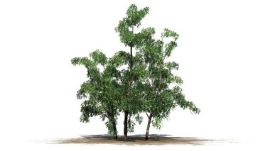 nehir huş ağacı küme düşme - beyaz arka plan üzerinde izole