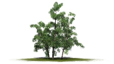 nehir huş ağacı küme düşme - beyaz arka plan üzerinde izole