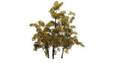 nehir huş ağacı küme düşme - beyaz arka plan üzerinde izole