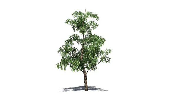 Albero Betulla Del Fiume Isolato Sfondo Bianco — Foto Stock