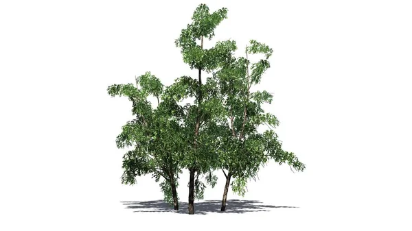 River Birch Tree Kluster Höst Isolerad Vit Bakgrund — Stockfoto