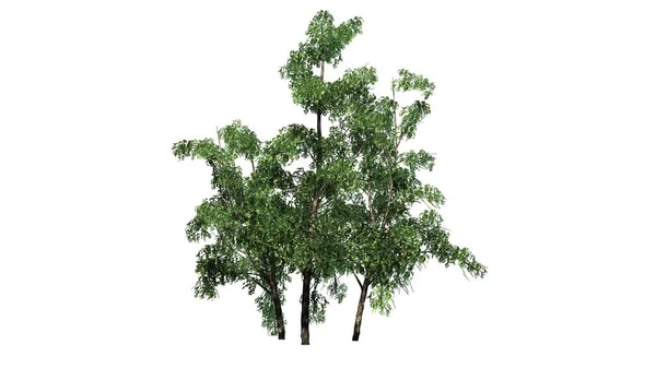 Rivier Birch Tree Cluster Fall Geïsoleerd Witte Achtergrond — Stockfoto