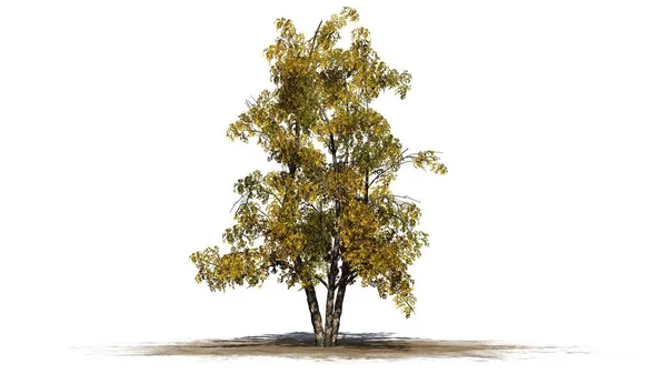Rivier Birch Tree Fall Geïsoleerd Witte Achtergrond — Stockfoto
