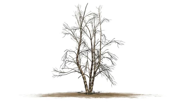 河桦树冬天 被隔绝在白色背景 — 图库照片