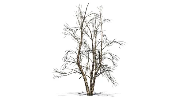 Rzeka Brzoza Drzewo Zima Izolowana Białym Tle — Zdjęcie stockowe