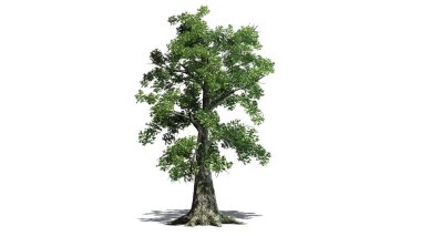 sassafras ağaç - beyaz arka plan üzerinde ayrılmış