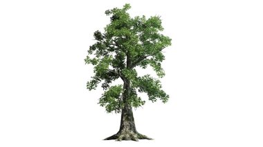 sassafras ağaç - beyaz arka plan üzerinde ayrılmış